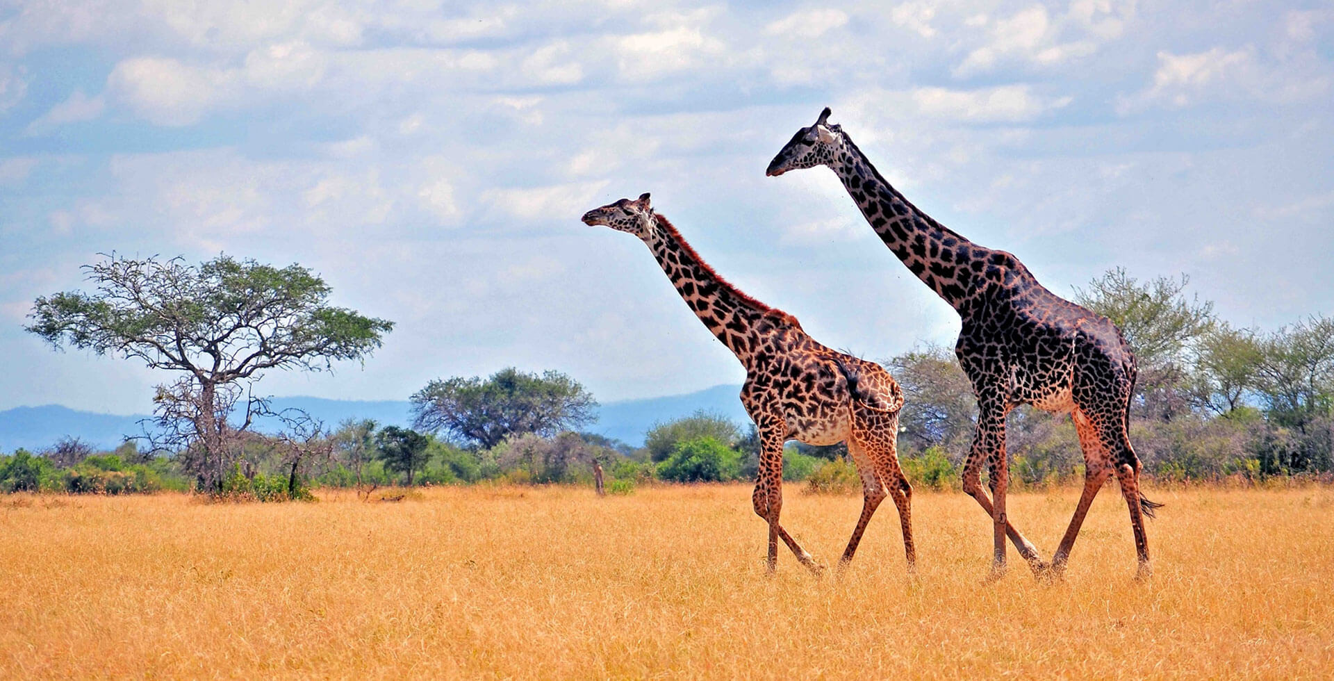 tanzania safari tours, tanzania tours, tanzania safari
