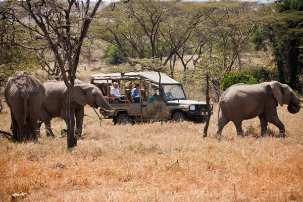 Kenya Safari Cost