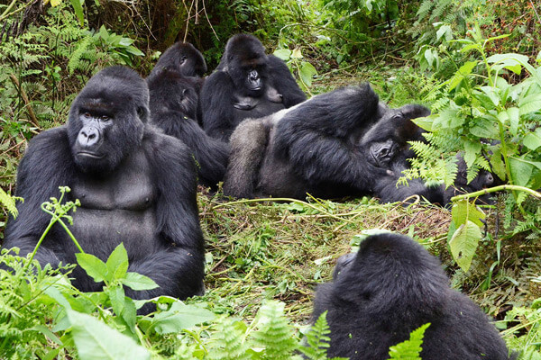 9 Days Uganda Gorilla Trekking