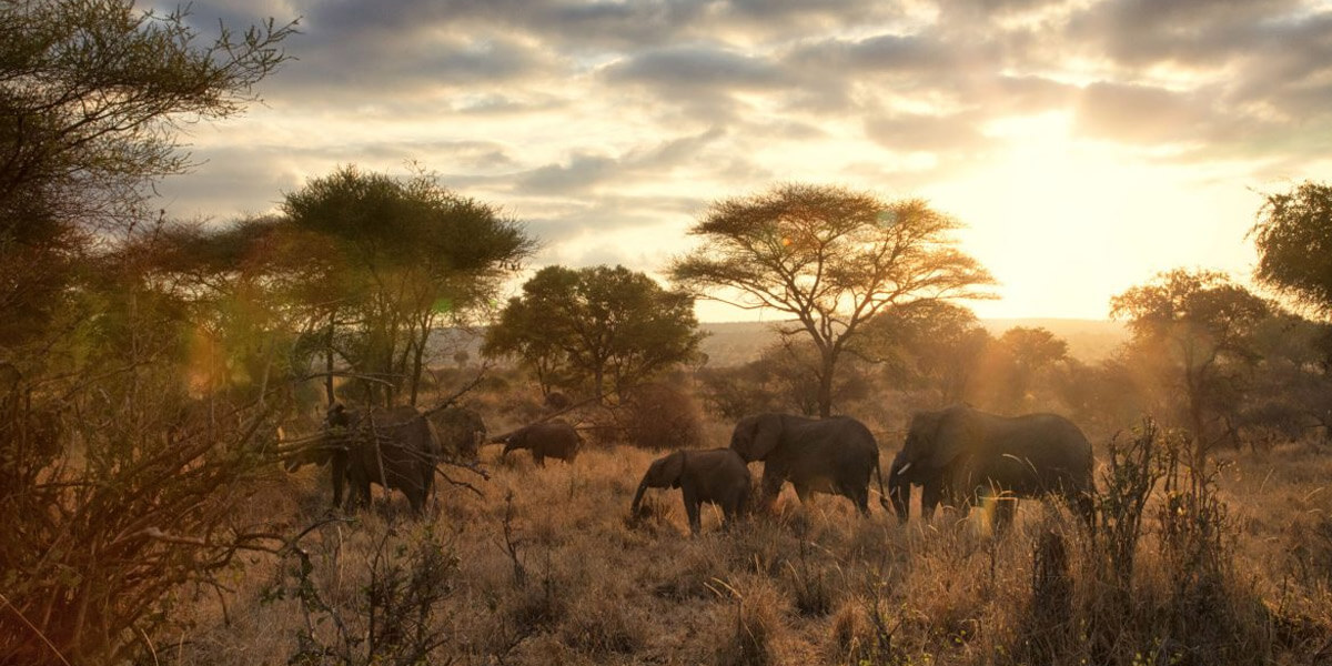 6 Days Incredible Tanzania Safari Gallery
