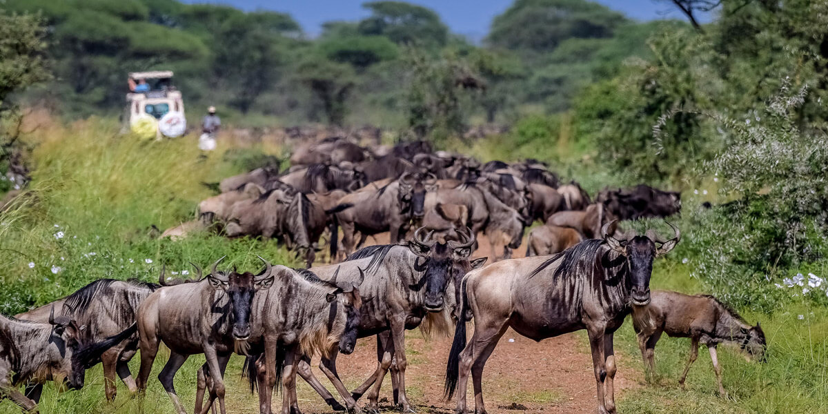 6 Days Incredible Tanzania Safari Gallery
