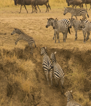 8 Days Masai Mara Fly in Safari