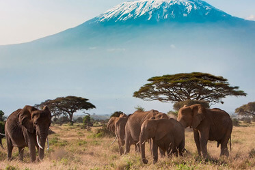 Mount Kilimanjaro National Park Gallery