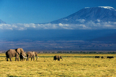 Mount Kilimanjaro National Park Gallery