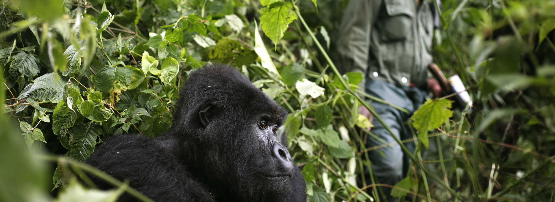 Rwanda Safari FAQs