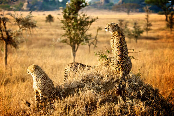 Tanzania Safari FAQs