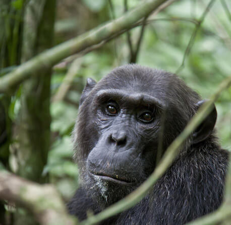 12 Days Uganda Gorilla and Chimpanzee Trekking