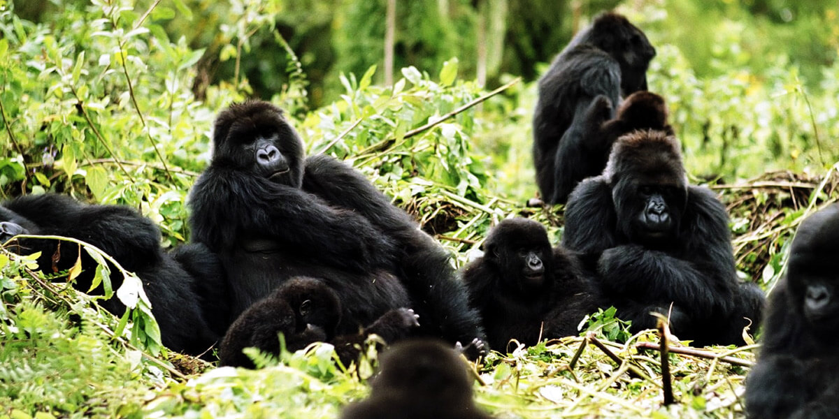 9 Days Uganda Gorilla Trekking Gallery