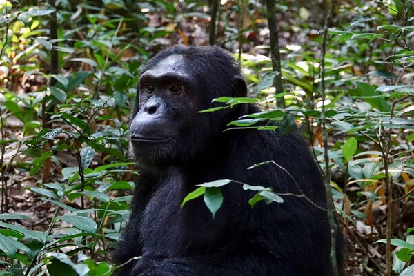 12 Days Uganda Gorilla And Chimpanzee Trekking